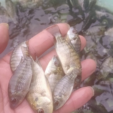 萝非鱼苗