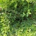 水腊基地大量供应水蜡高30公分-80公分，水蜡小毛球