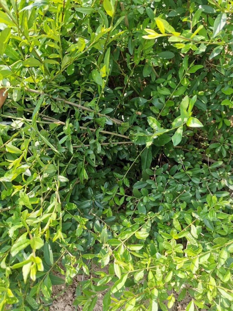 水腊基地大量供应水蜡高30公分-80公分，水蜡小毛球