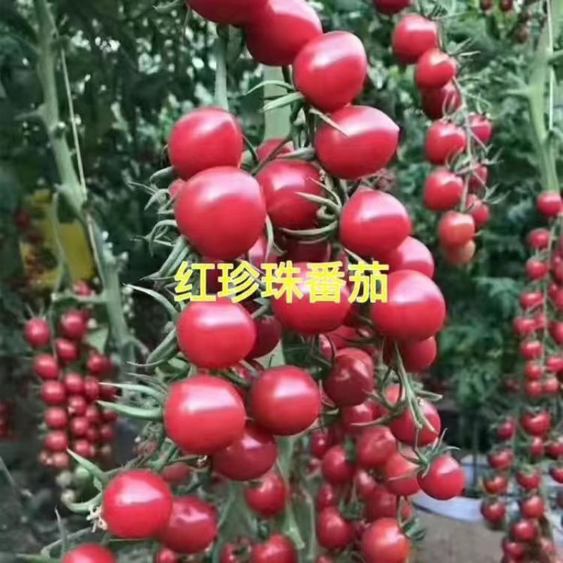 牛眼圣女果苗红玉小番茄苗免费技术指导包回收珍珠圣女果苗
