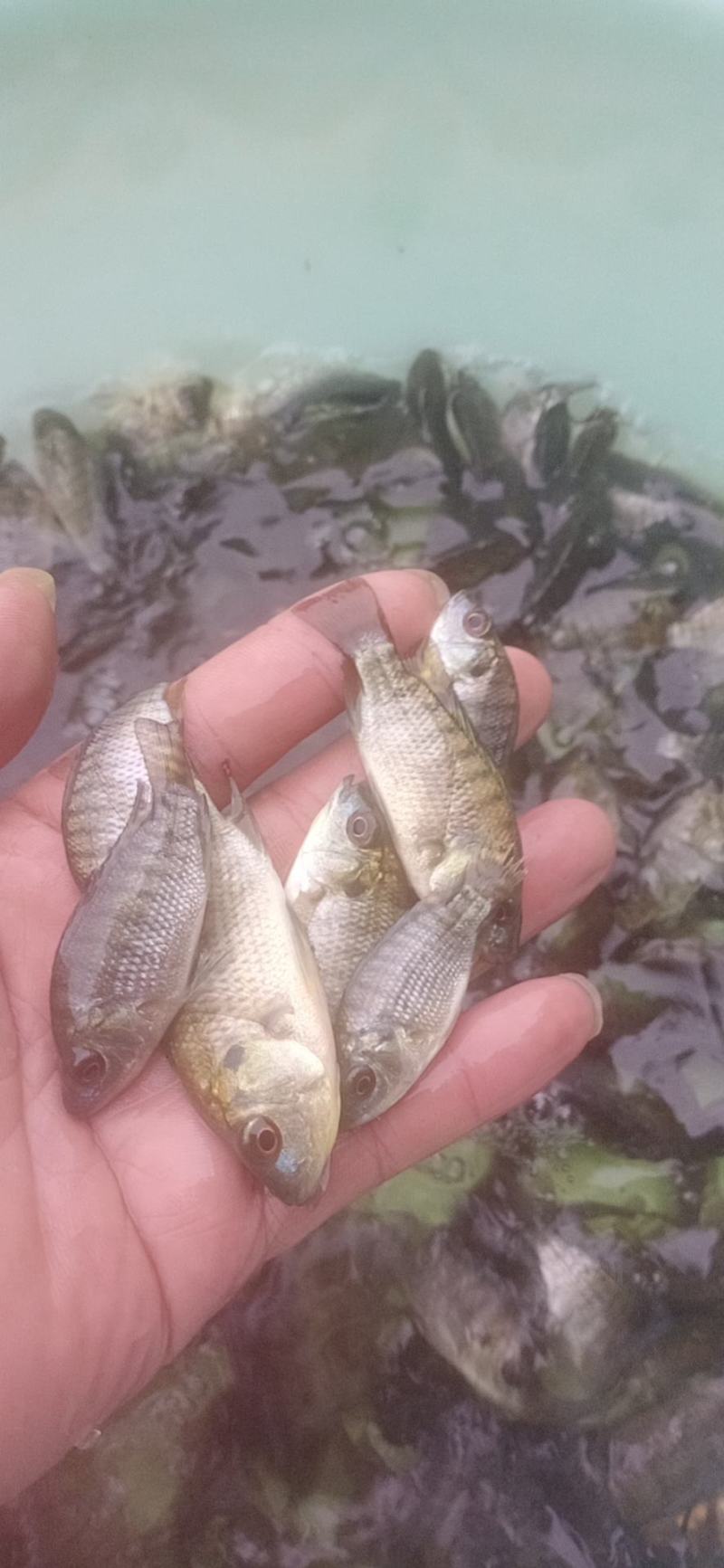 萝非鱼苗