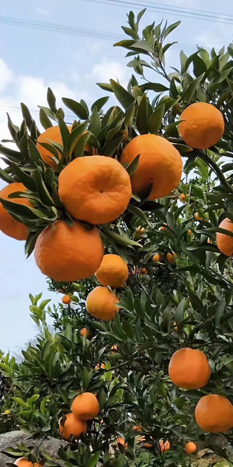 湖北碰柑大量上市中，果面干净皮薄颜色红，口感甜！