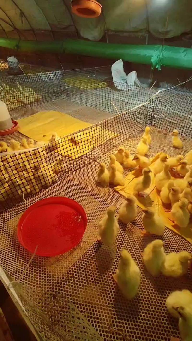 大三花鹅苗