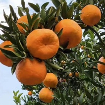湖北碰柑大量上市中，果面干净皮薄颜色红，口感甜！