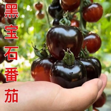 黑宝石番茄苗黑美人番茄苗直播苗嫁接苗免费技术指导包回收