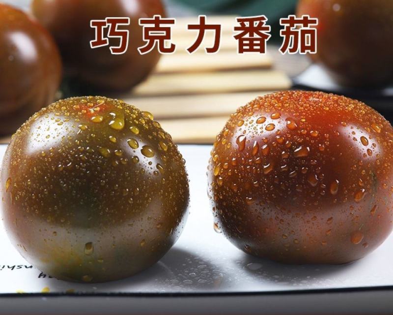 黑宝石番茄苗黑美人番茄苗直播苗嫁接苗免费技术指导包回收