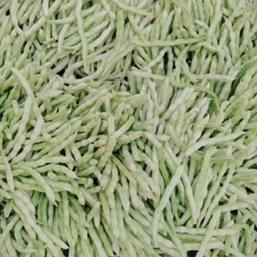 白不老芸豆