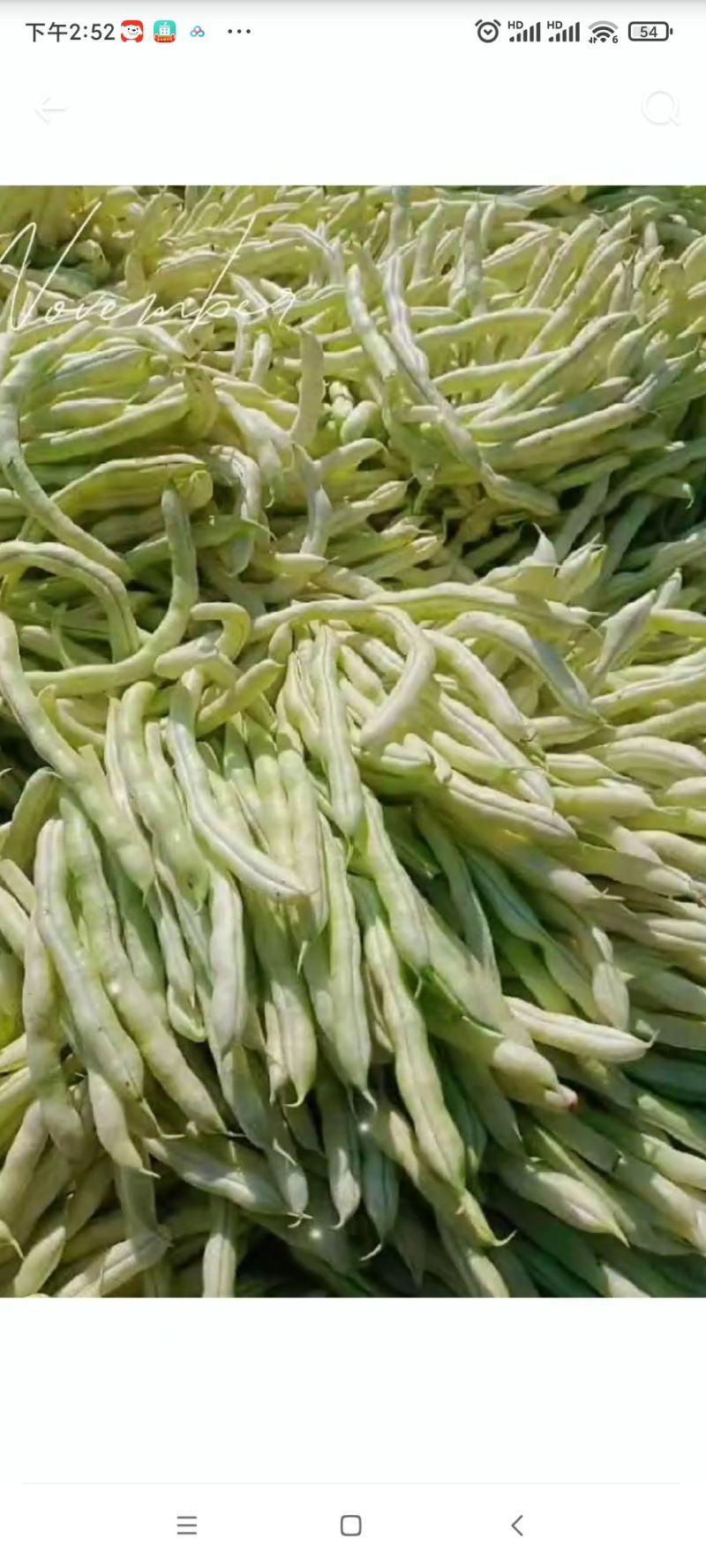 白不老芸豆