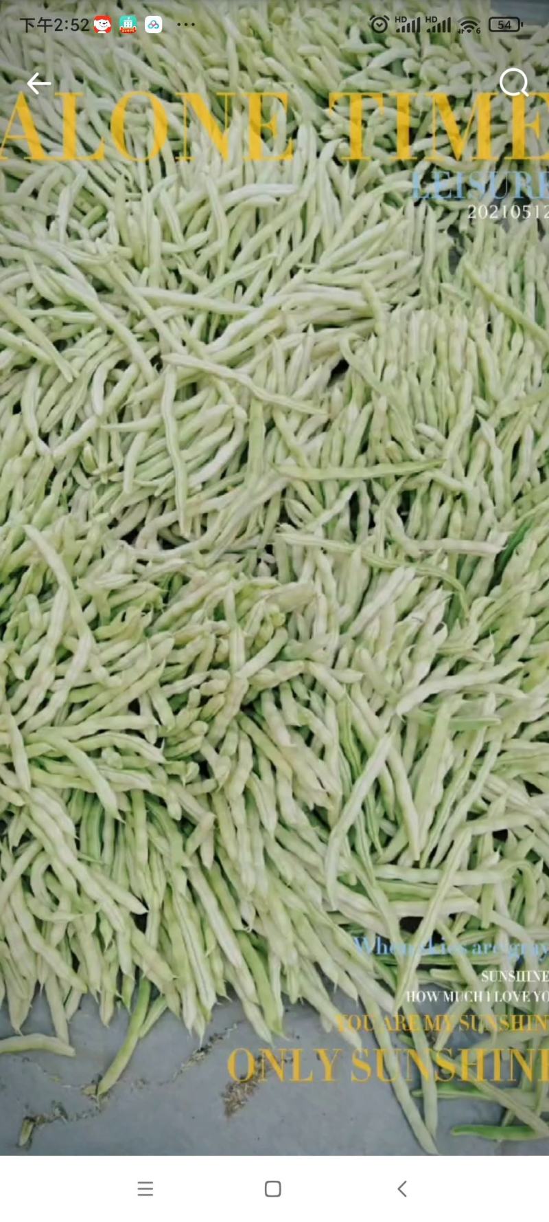 白不老芸豆