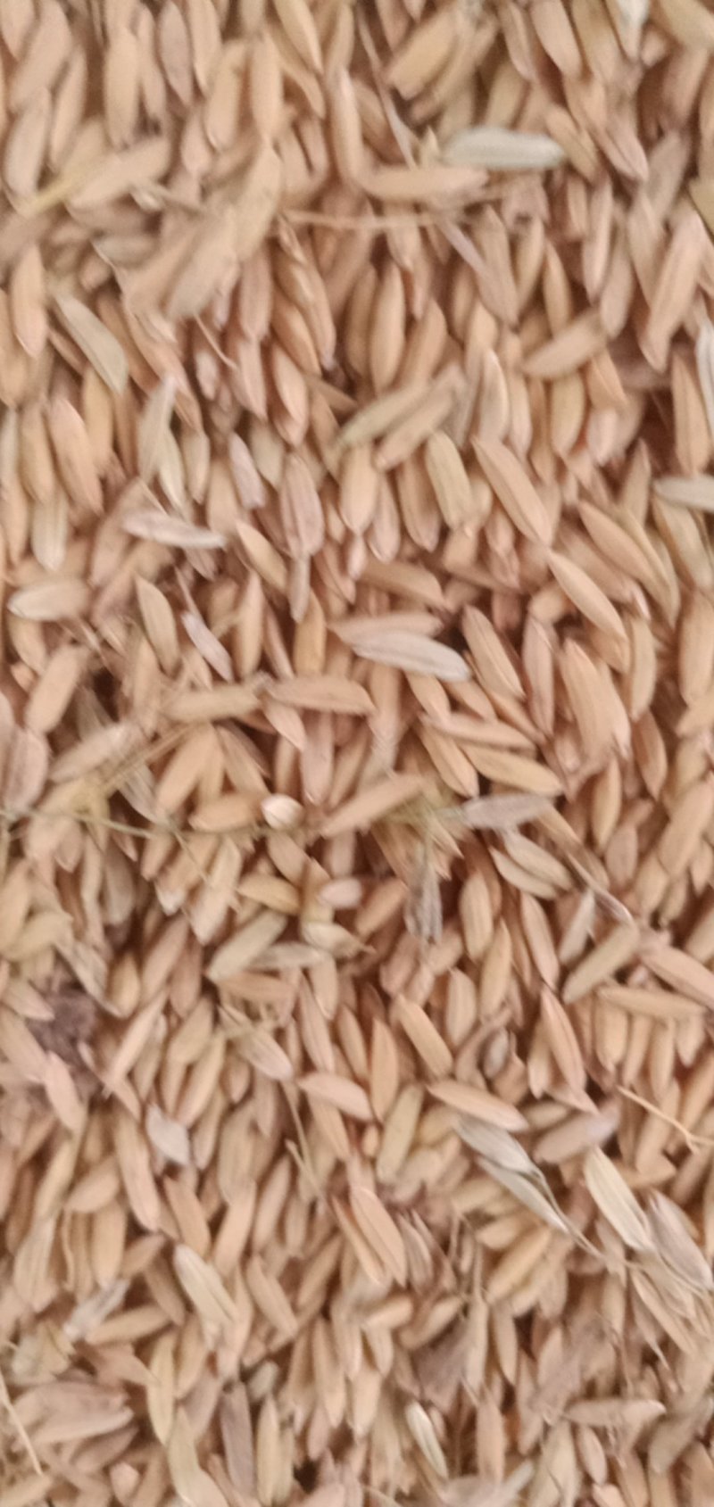 纯生态优质稻谷，米质好，口感柔软，饭香四溢