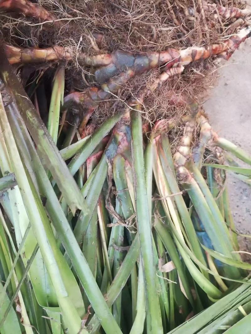 石菖蒲正宗石菖蒲种苗种植基地，欢迎全国各地客商前来选购