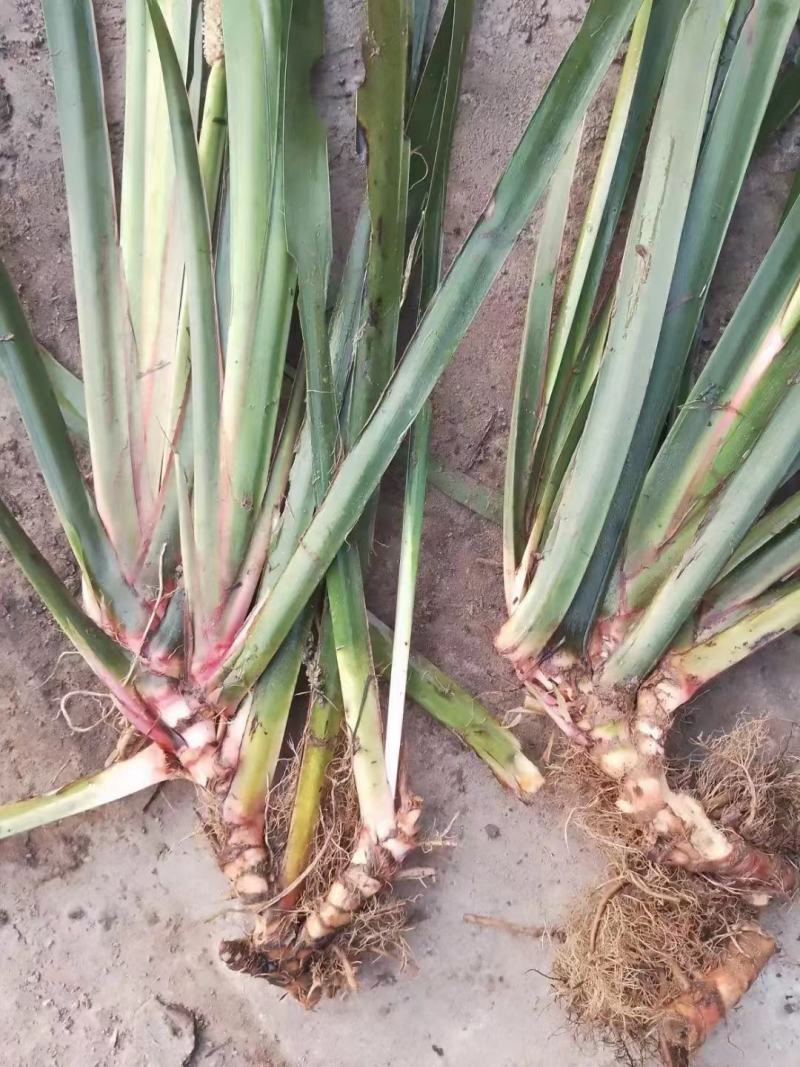 石菖蒲正宗石菖蒲种苗种植基地，欢迎全国各地客商前来选购