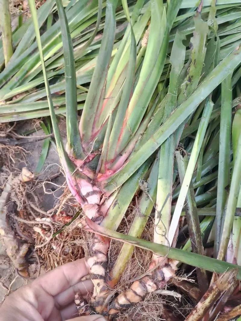 石菖蒲正宗石菖蒲种苗种植基地，欢迎全国各地客商前来选购