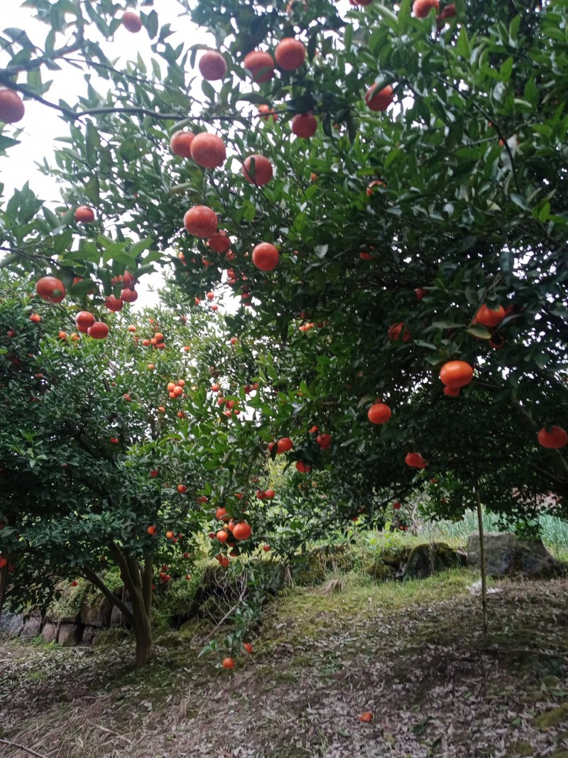 默科特大量上市，质优价美，服务完善，走货便利欢迎咨询