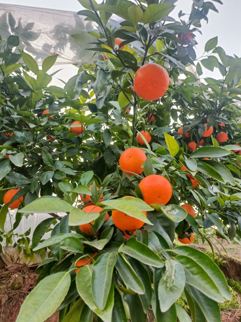 四川沃柑，产地直销，规格齐全，质量保证，货源充足