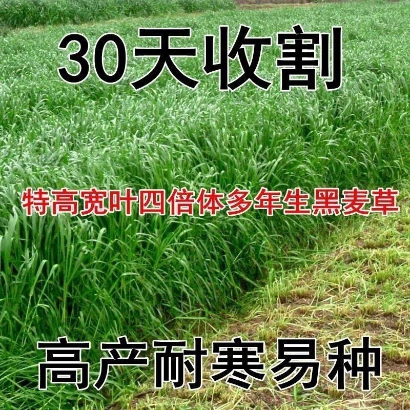 牧草种子进口多年生黑麦草四季种植养牛羊鸡鸭鱼鹅兔高产耐寒