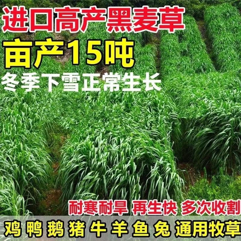 牧草种子进口多年生黑麦草四季种植养牛羊鸡鸭鱼鹅兔高产耐寒