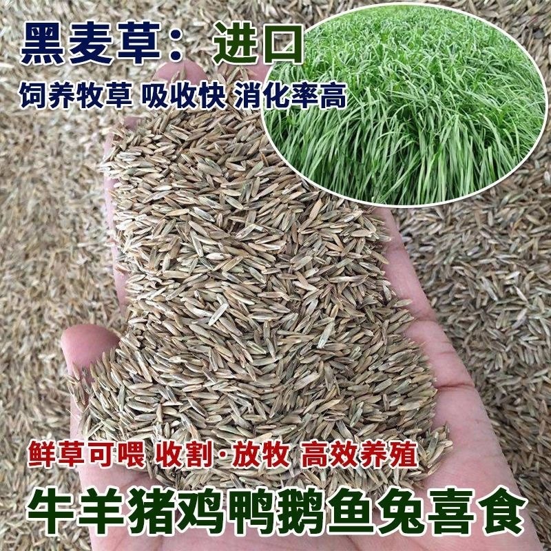 牧草种子进口多年生黑麦草四季种植养牛羊鸡鸭鱼鹅兔高产耐寒