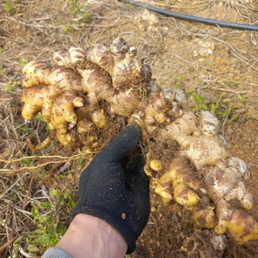 小黄姜