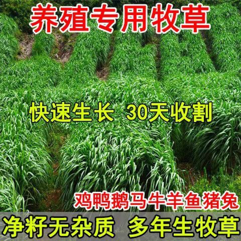 牧草种子进口多年生黑麦草四季种植养牛羊鸡鸭鱼鹅兔高产耐寒