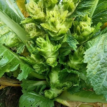 贵州精品儿菜，质量好价格优