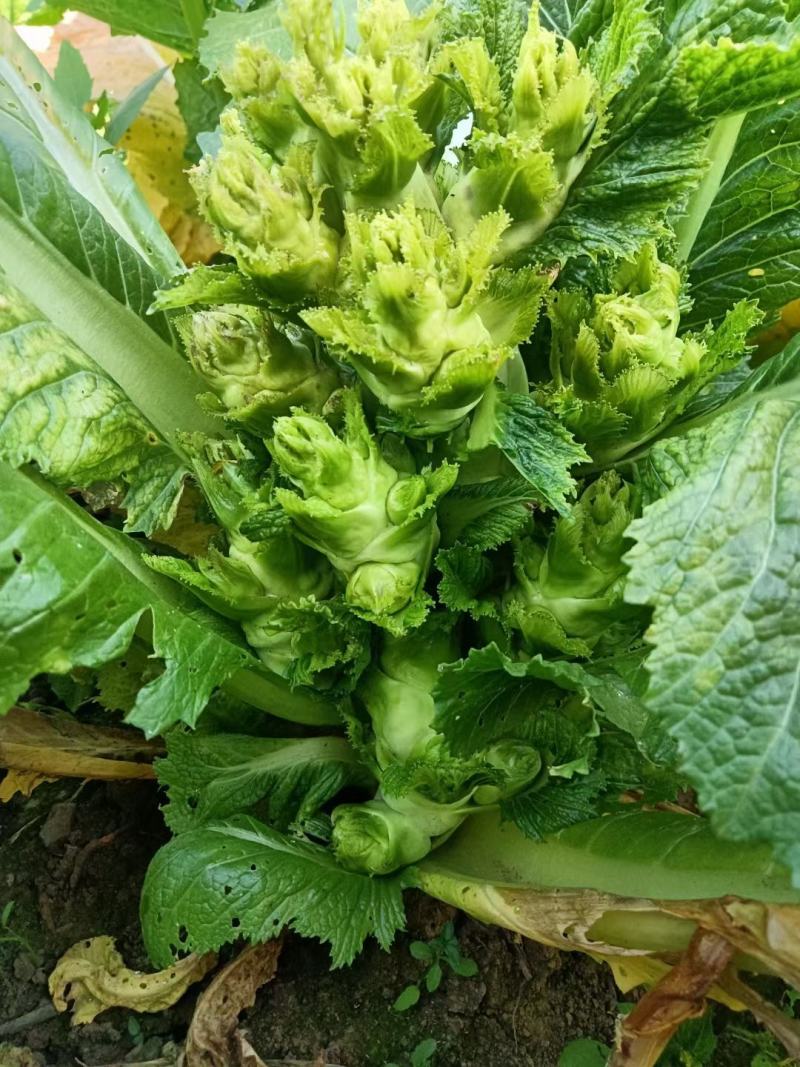 贵州精品儿菜，质量好价格优