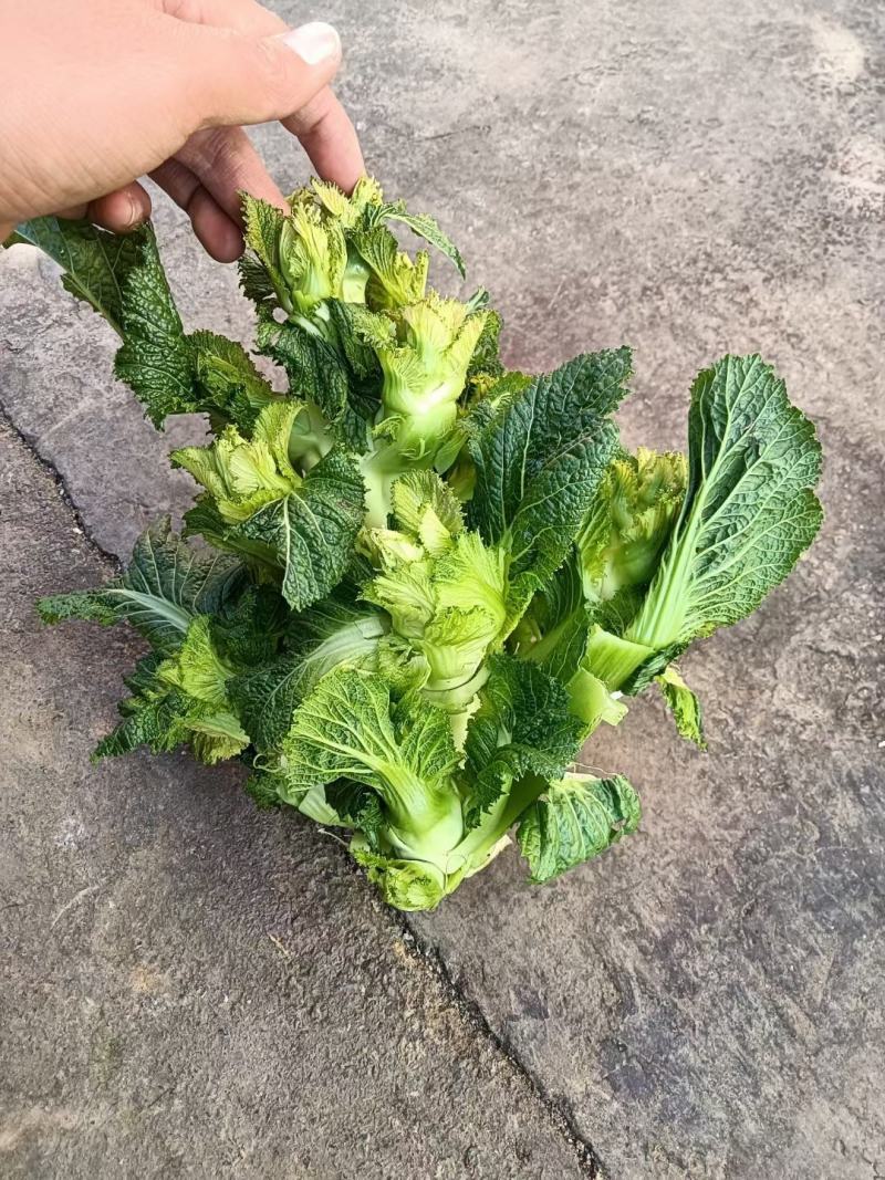 贵州精品儿菜，质量好价格优