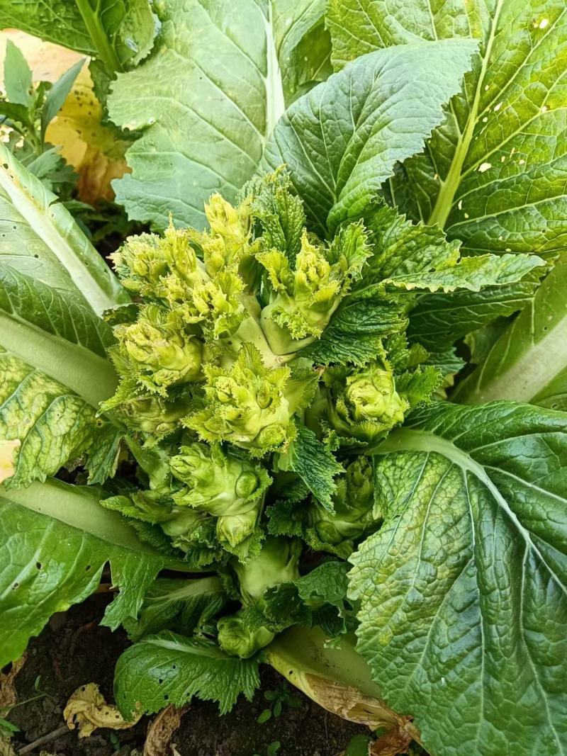 贵州精品儿菜，质量好价格优