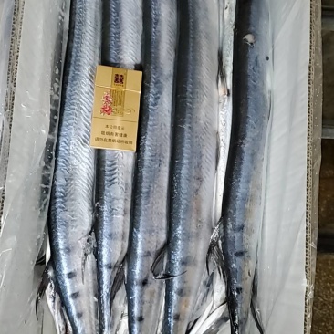 青针鱼，针亮鱼，冠青鱼