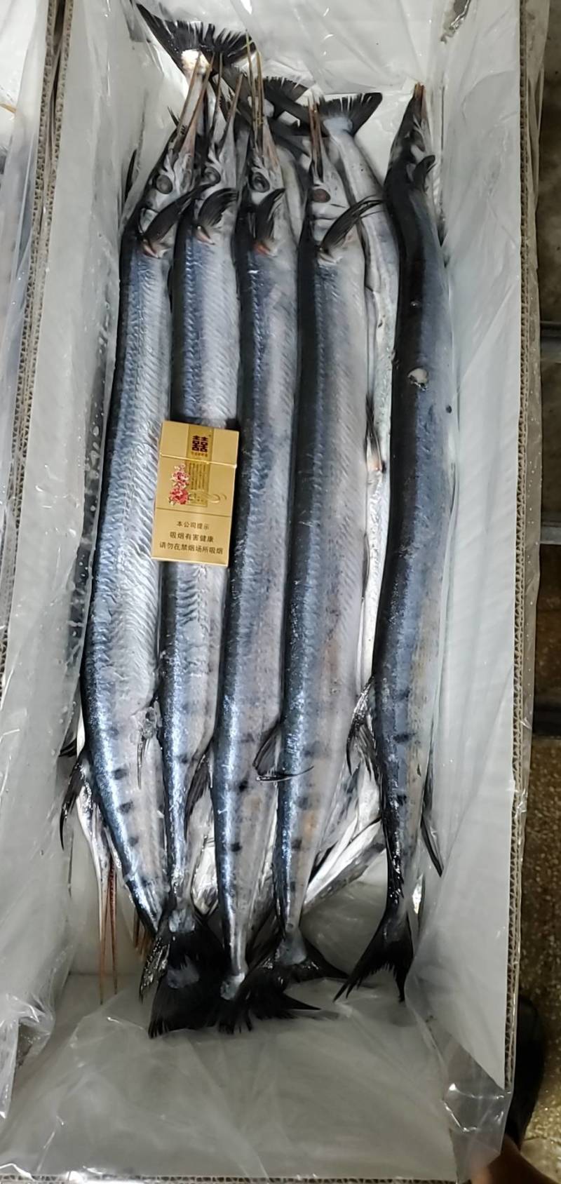 青针鱼，针亮鱼，冠青鱼