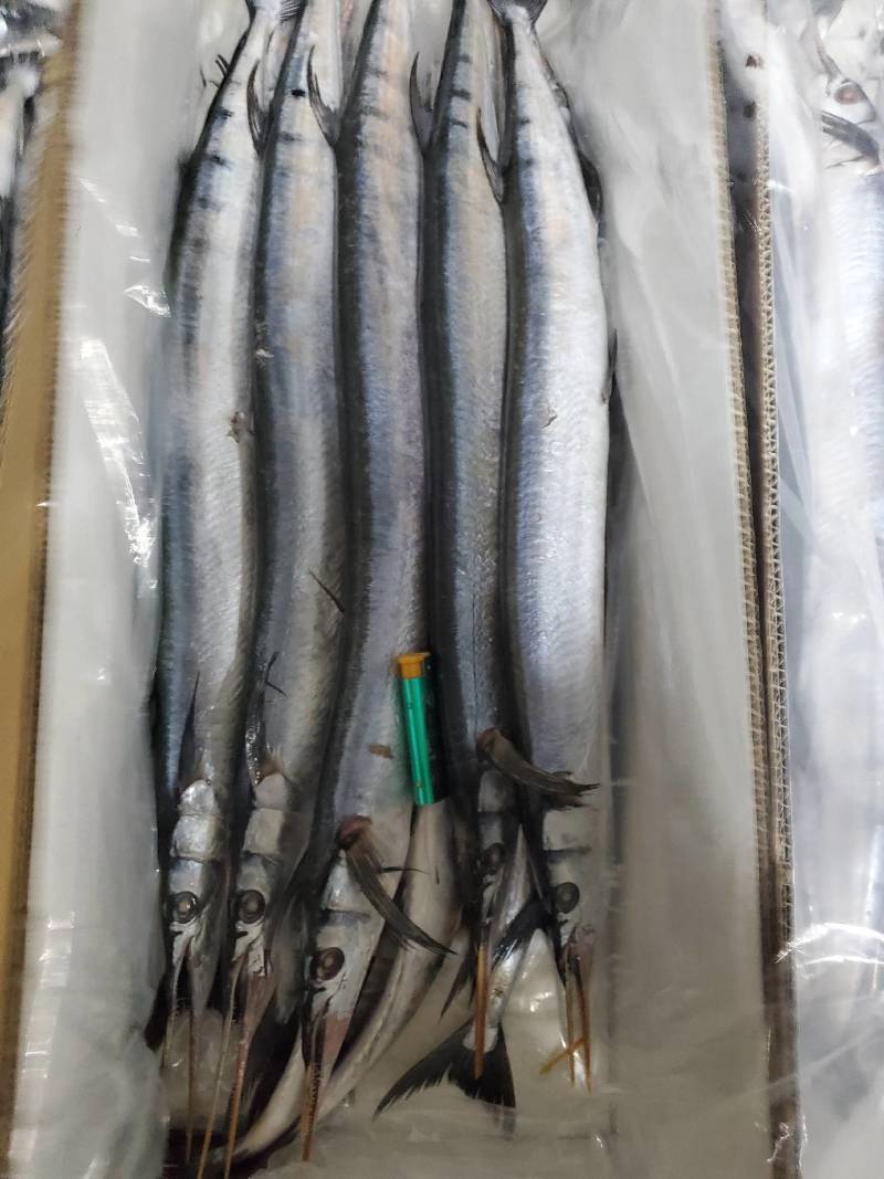 青针鱼，针亮鱼，冠青鱼