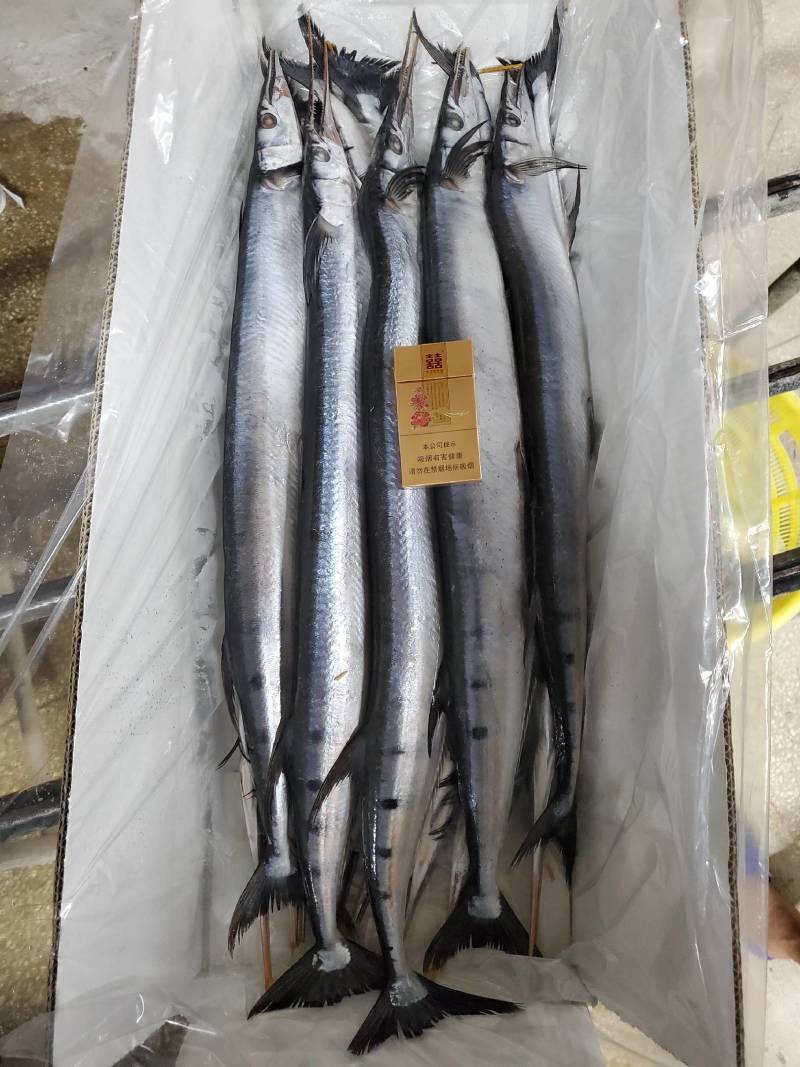 青针鱼，针亮鱼，冠青鱼