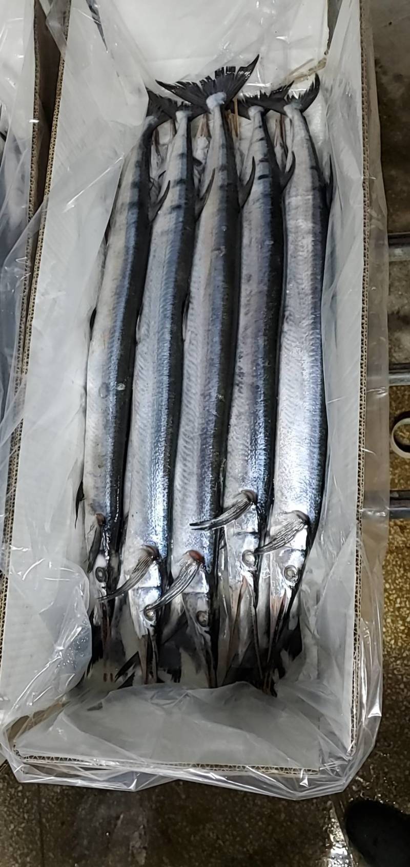 青针鱼，针亮鱼，冠青鱼