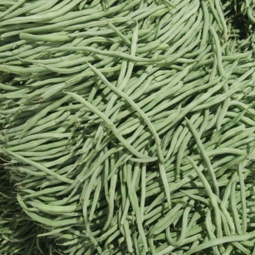 精品无茎豆