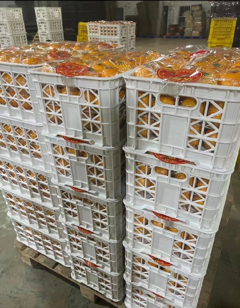精品沃柑大量上市，质优价美，服务完善，走货便利欢迎咨询