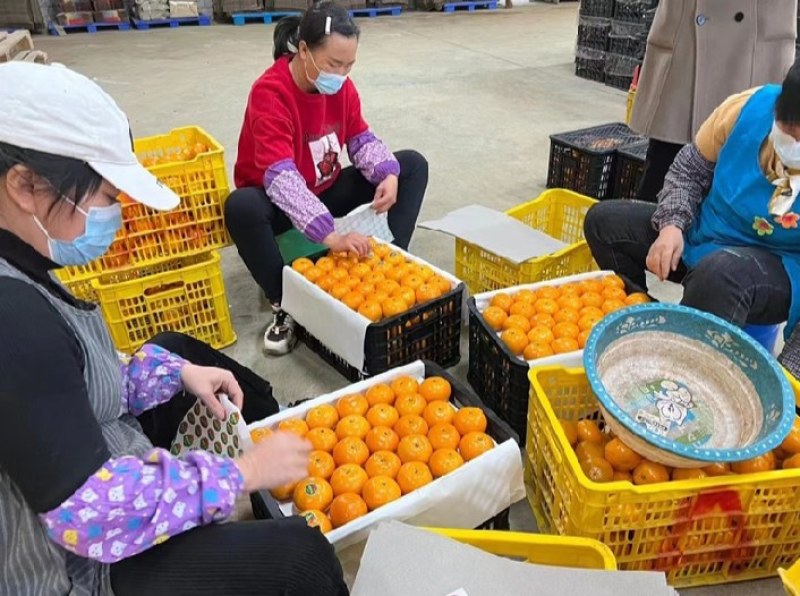 精品沃柑大量上市，质优价美，服务完善，走货便利欢迎咨询