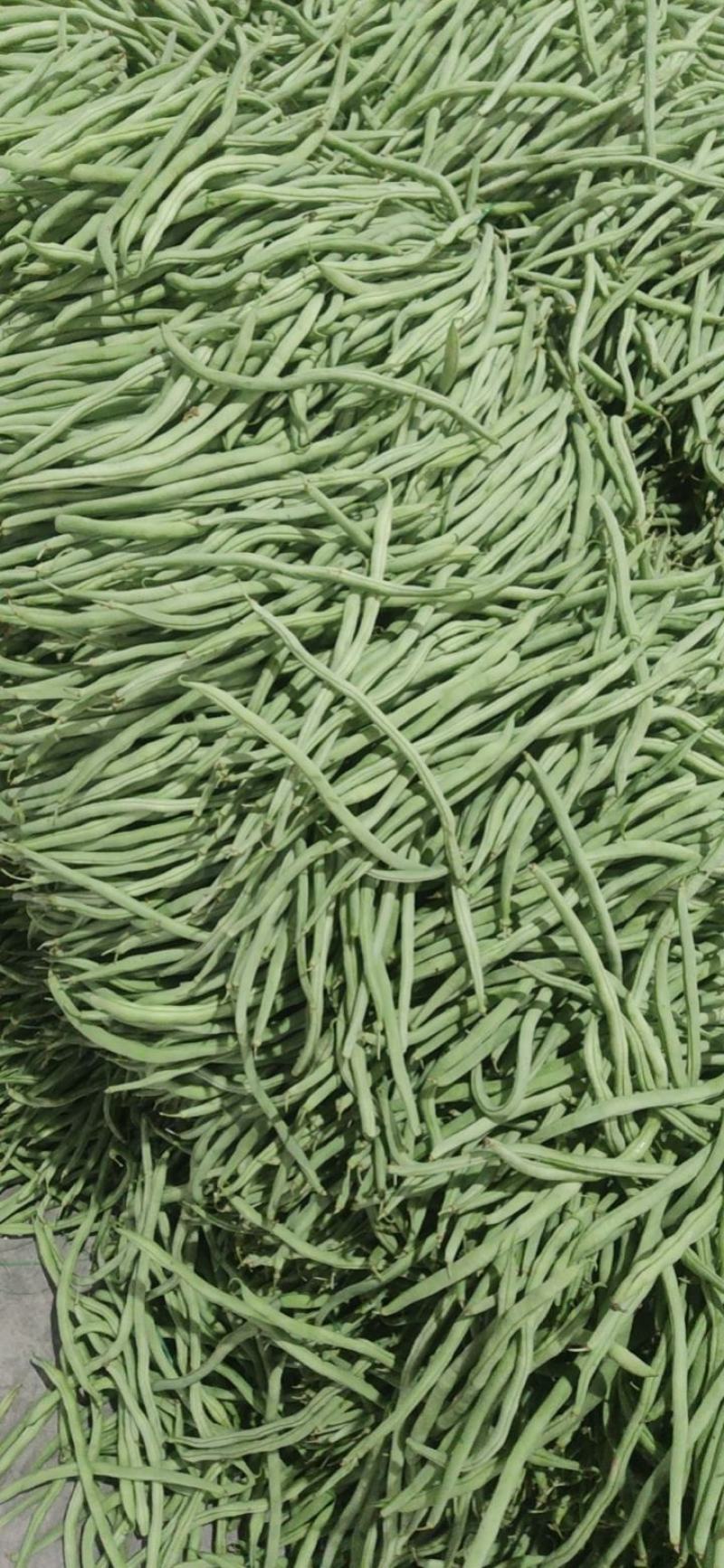 精品无茎豆