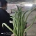 精品无茎豆