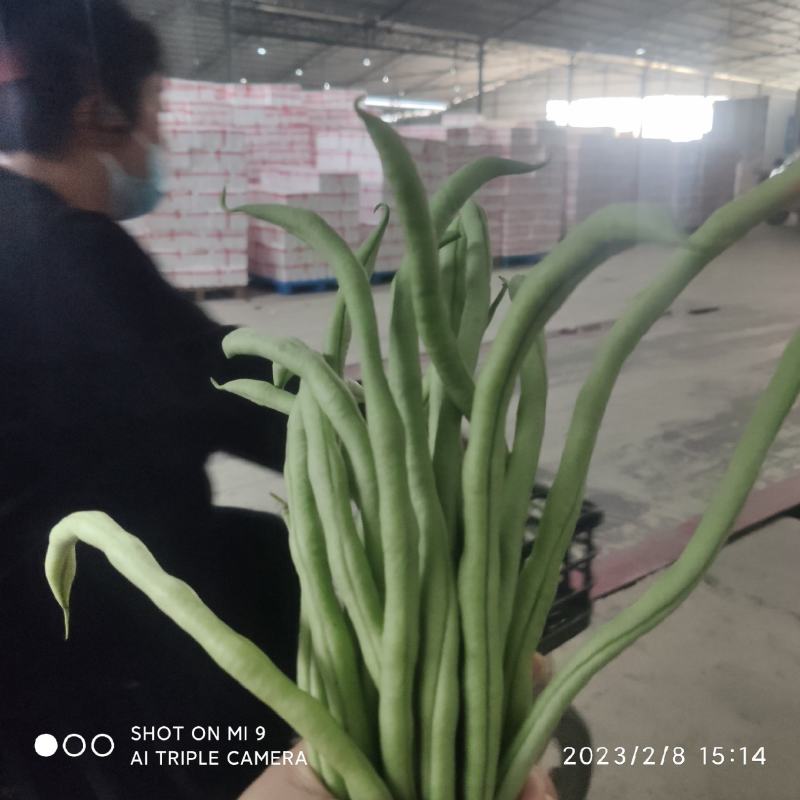 精品无茎豆