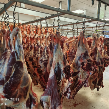 屠宰场直销清真牦牛肉腱子肉里脊肉大量批发牛肉牛腩牛排