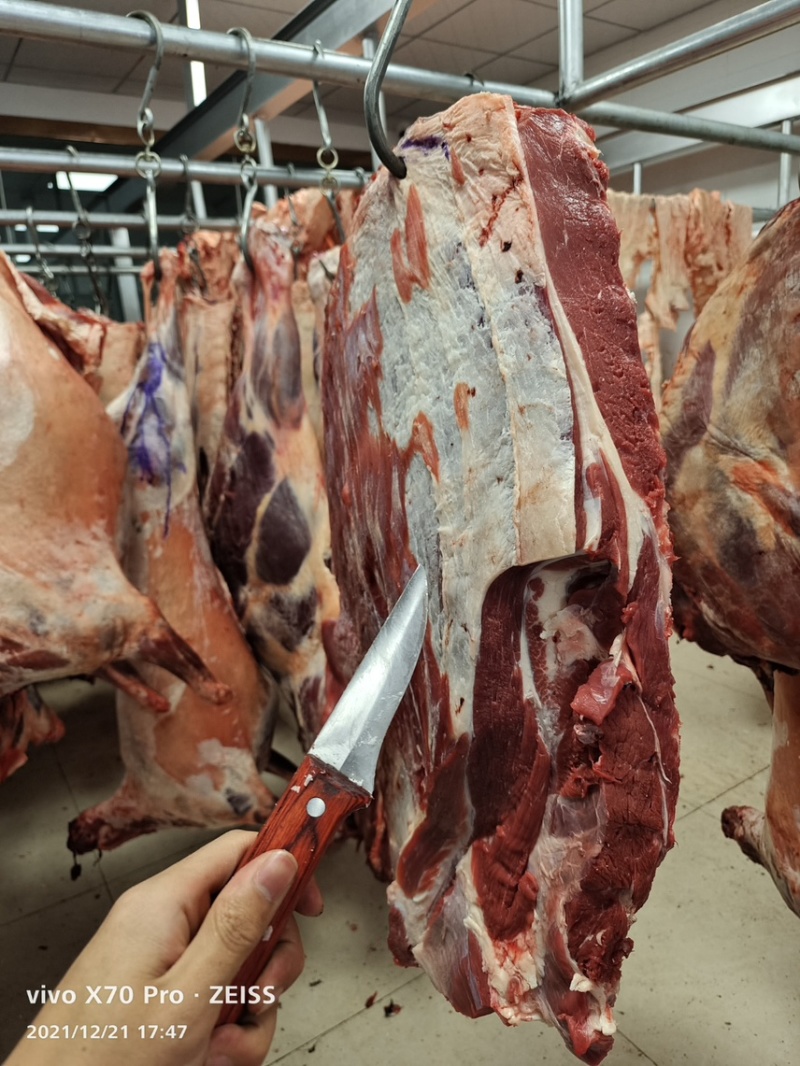 屠宰场直销清真牦牛肉腱子肉里脊肉大量批发牛肉牛腩牛排