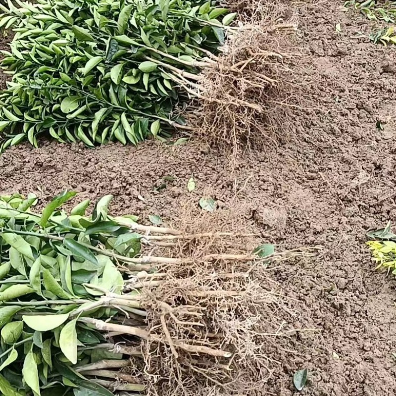 精品枳壳沃柑苗杯苗价格美丽欢迎选购！