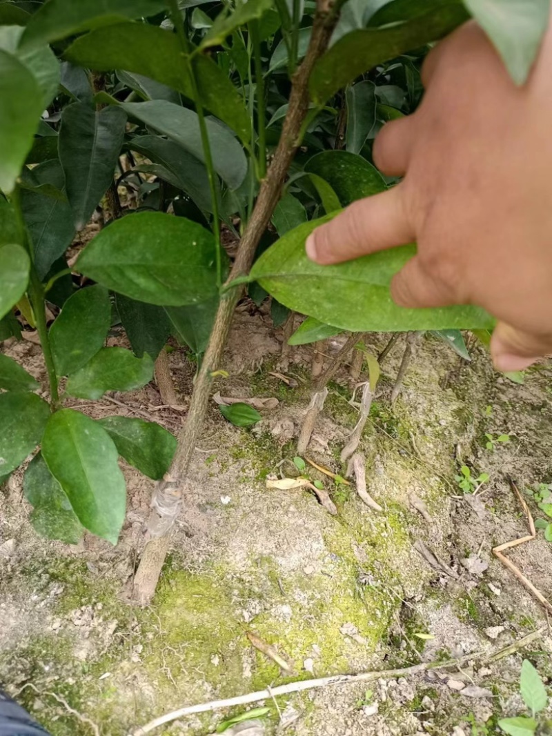 精品枳壳沃柑苗杯苗价格美丽欢迎选购！
