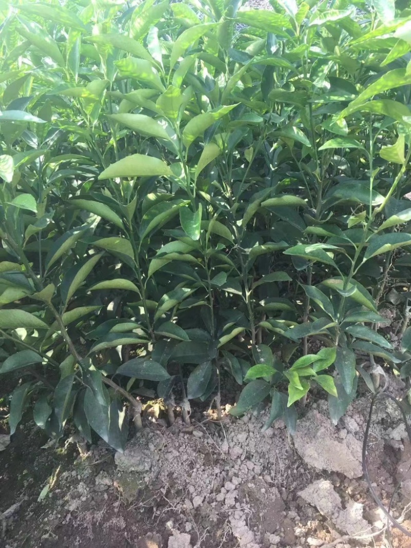 精品枳壳沃柑苗杯苗价格美丽欢迎选购！