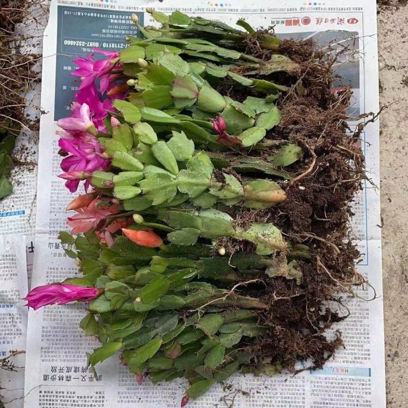 蟹爪兰颜色混装1000棵起批不包邮