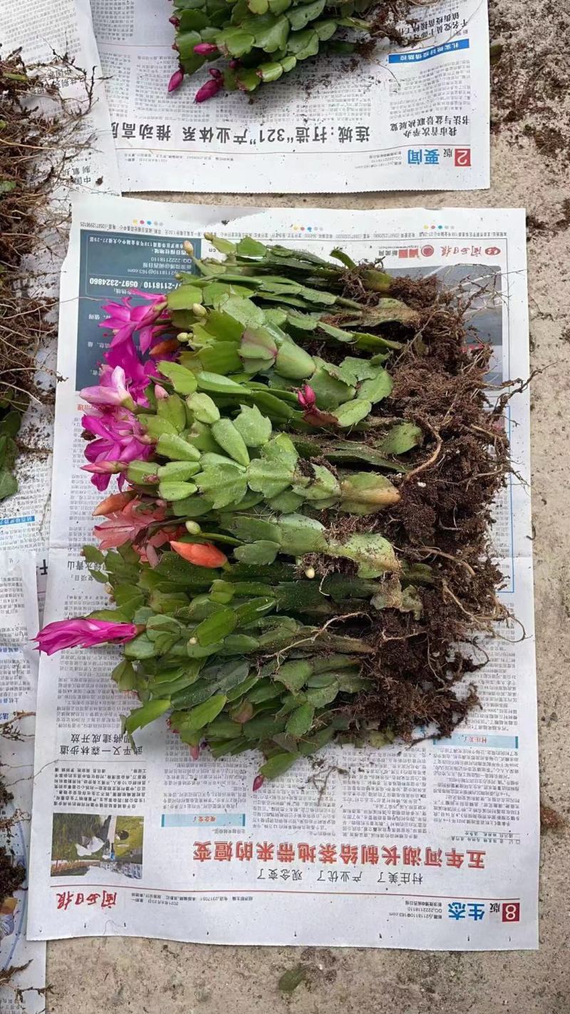 蟹爪兰颜色混装1000棵起批不包邮