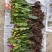 蟹爪兰颜色混装1000棵起批不包邮