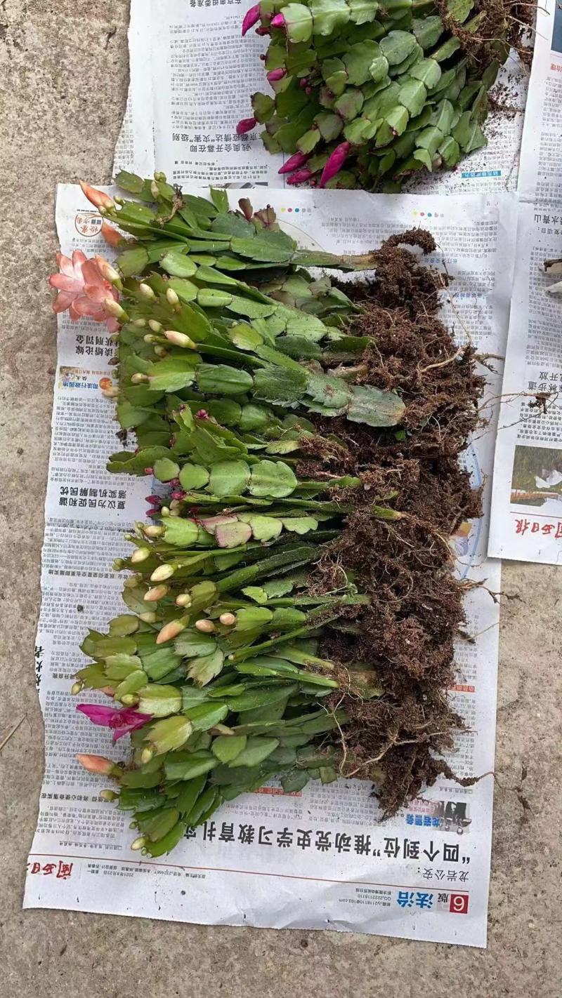 蟹爪兰颜色混装1000棵起批不包邮