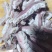 精品半成品牛杂（无，肝，肺，皮，牛头）厂家直销全国包邮