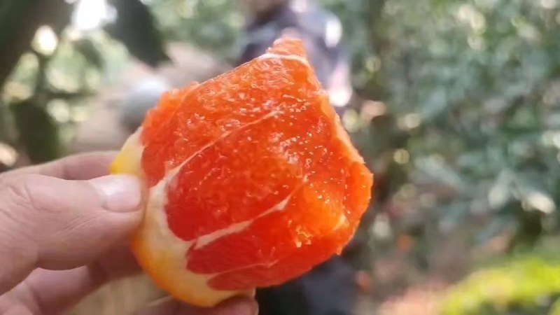 中华红血橙大量上市，质优价美，服务完善，走货便利欢迎咨询